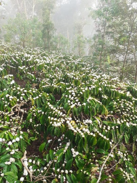 La Paz Coorg Homestay At Madikeri Town Bagian luar foto